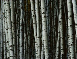 Falcon Group Sustainable Services